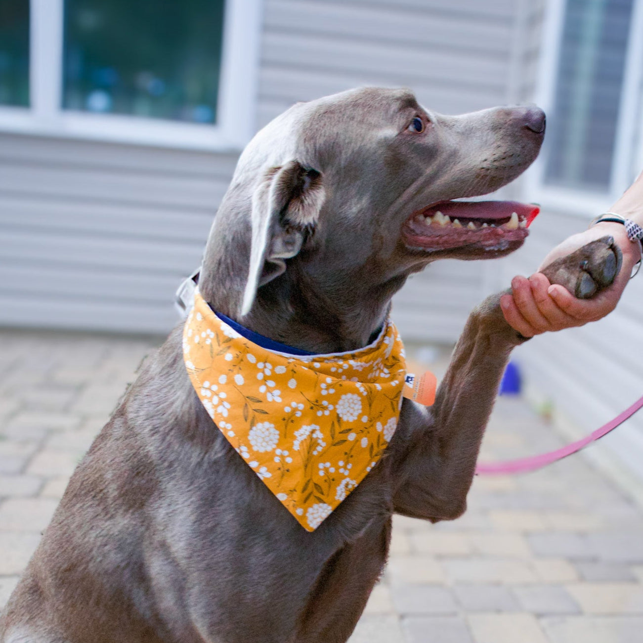 brown labrador wearing golden yellow bandana with floral print