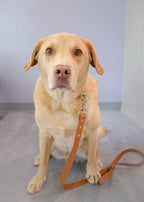 Yellow Lab dog sitting, wearing a brown biothane leash with silver stainless steel hardware