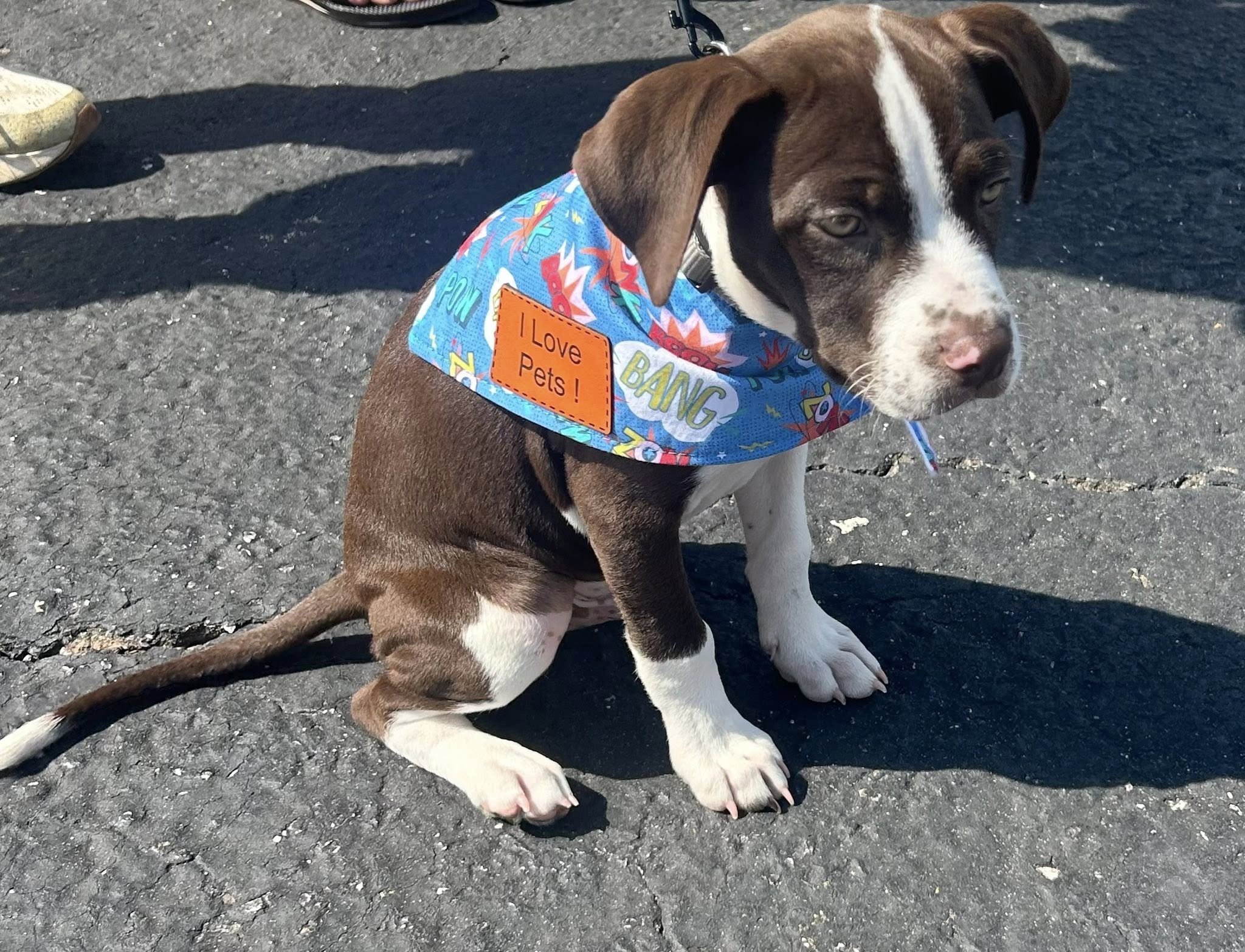 Puppy wearing a colorful comic themed bandana with a leather patch that says I love pets