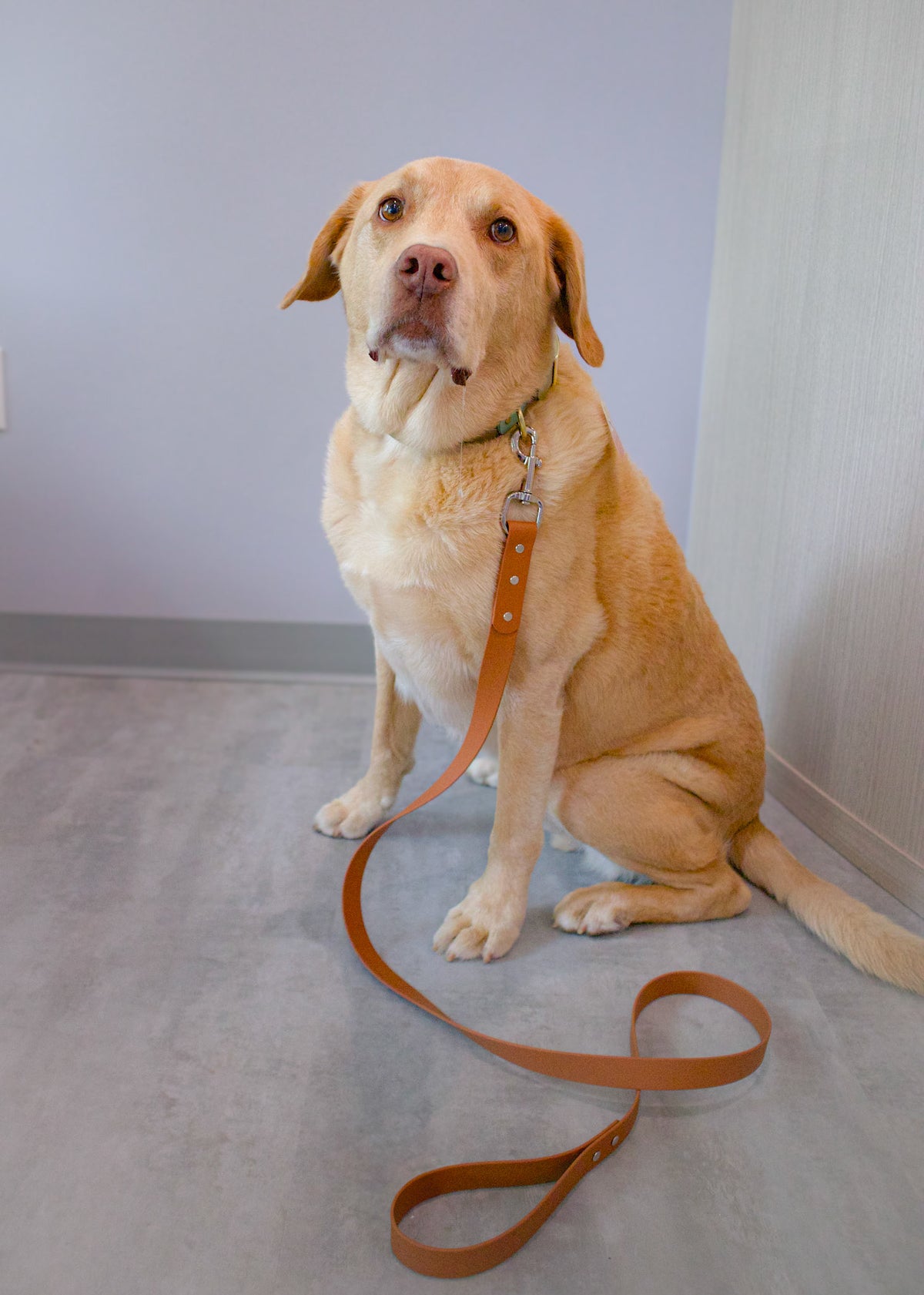 Yellow Lab wearing a brown biothane leash with silver stainless steel hardware