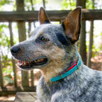 Australian Cattle Dog wearing hot pink and teal blue biothane dog collar