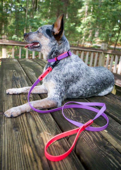 Australian Cattle Dog wearing a purple and hot pink biothane dog leash on a wooden deck