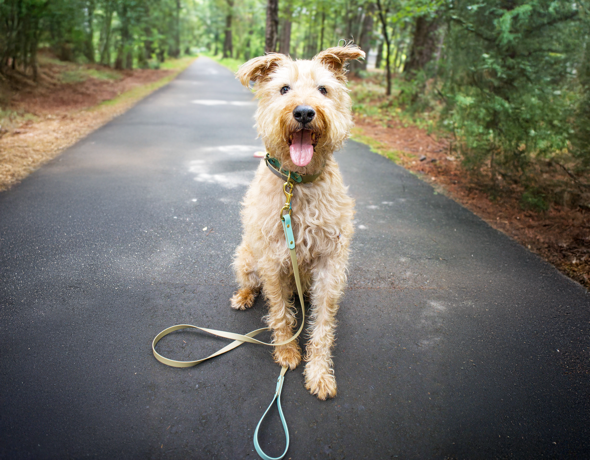 Dog on a leash standing on a paved path in a forest
