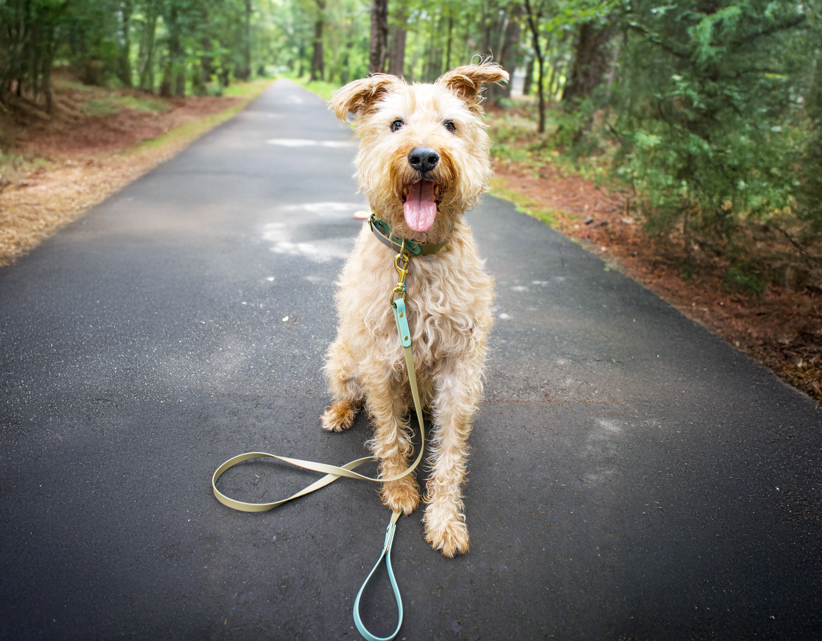 Dog on a leash standing on a paved path in a forest