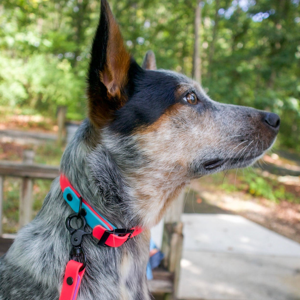 Australian Cattle Dog wearing hot pink and teal biothane dog collar