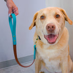 Yellow Lab Dog with a blue and brown biothane 2 foot leash 