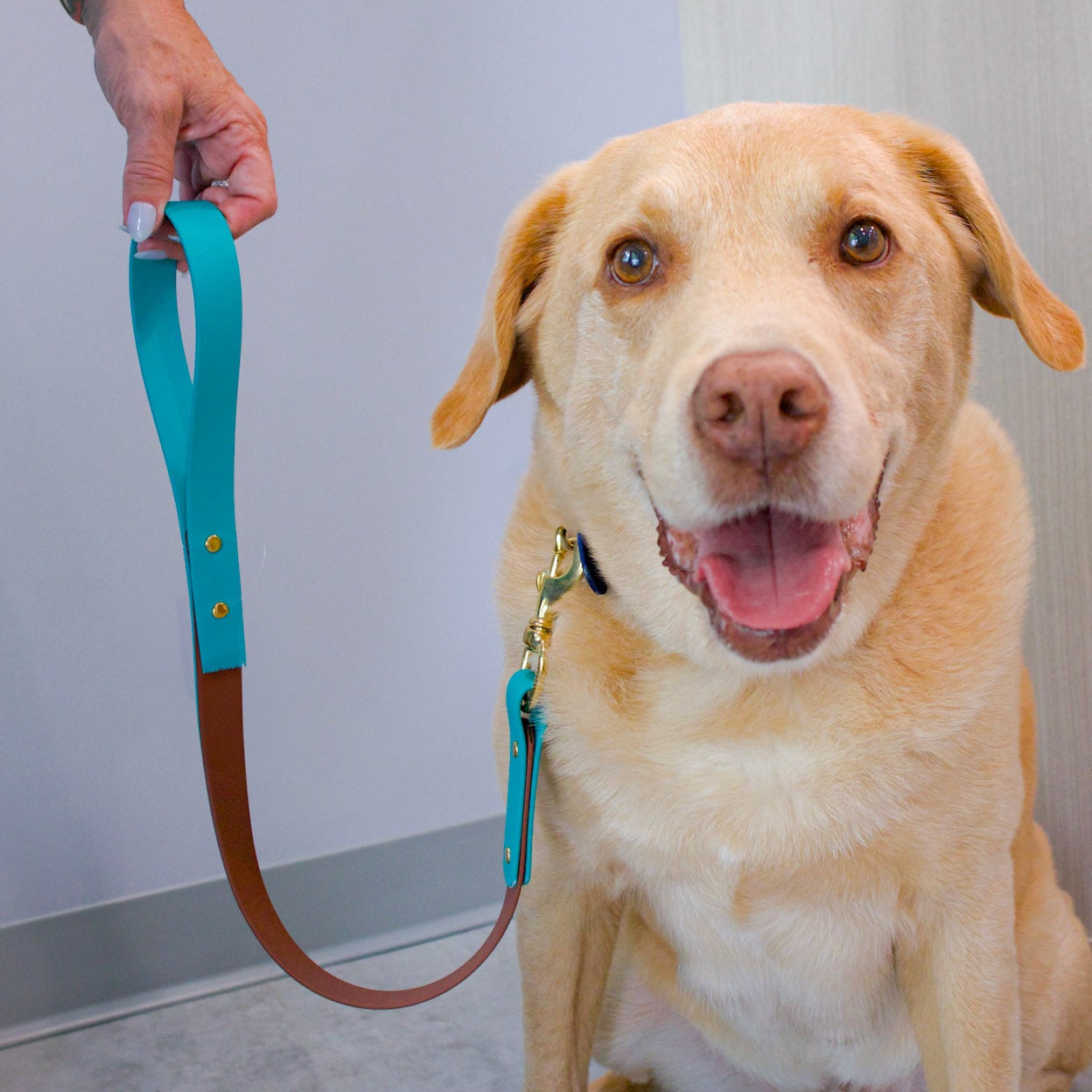 Yellow Lab Dog with a blue and brown biothane 2 foot leash 