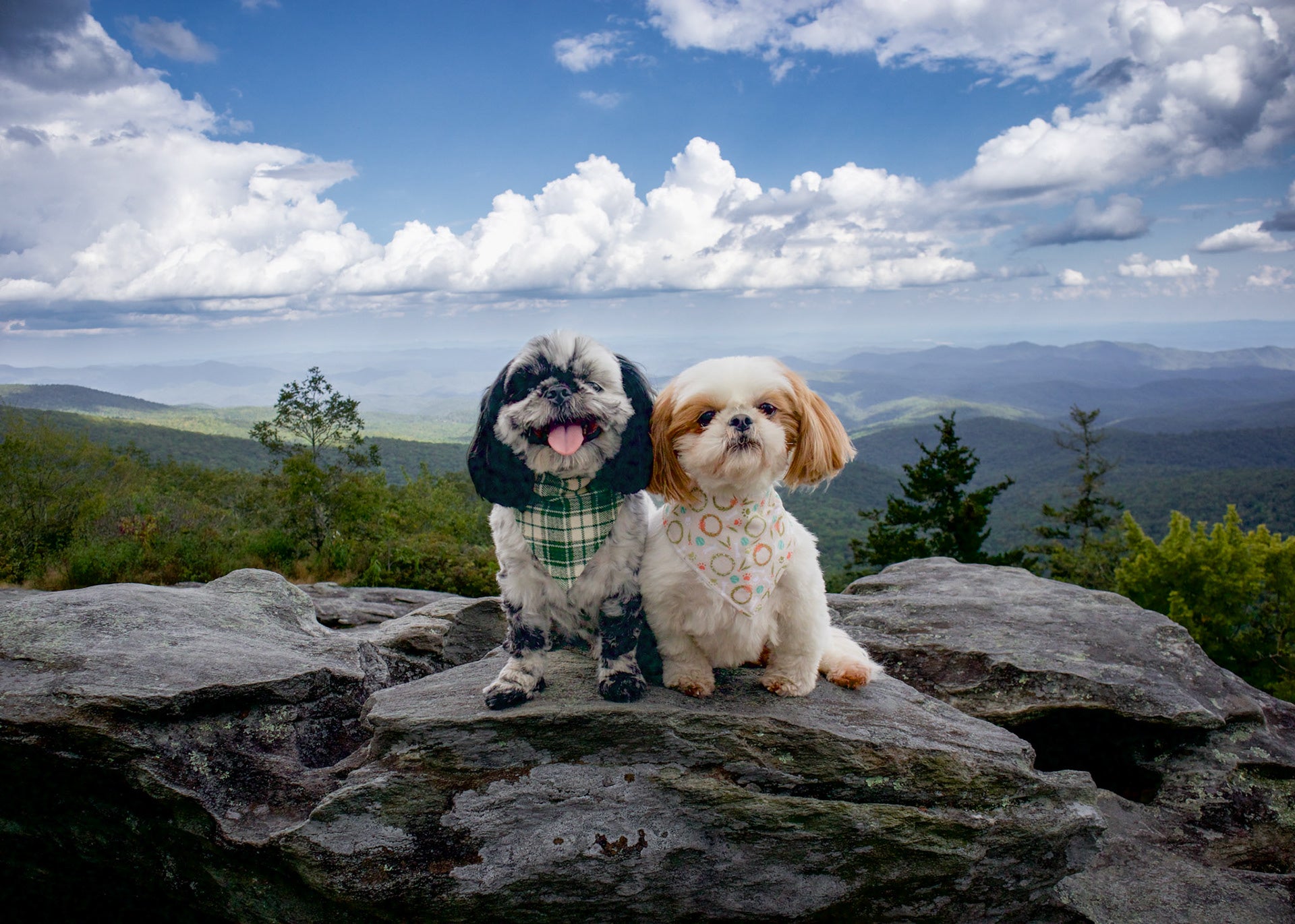 Two small dogs on a rocky outcrop with a scenic background wearing patterned bandanas