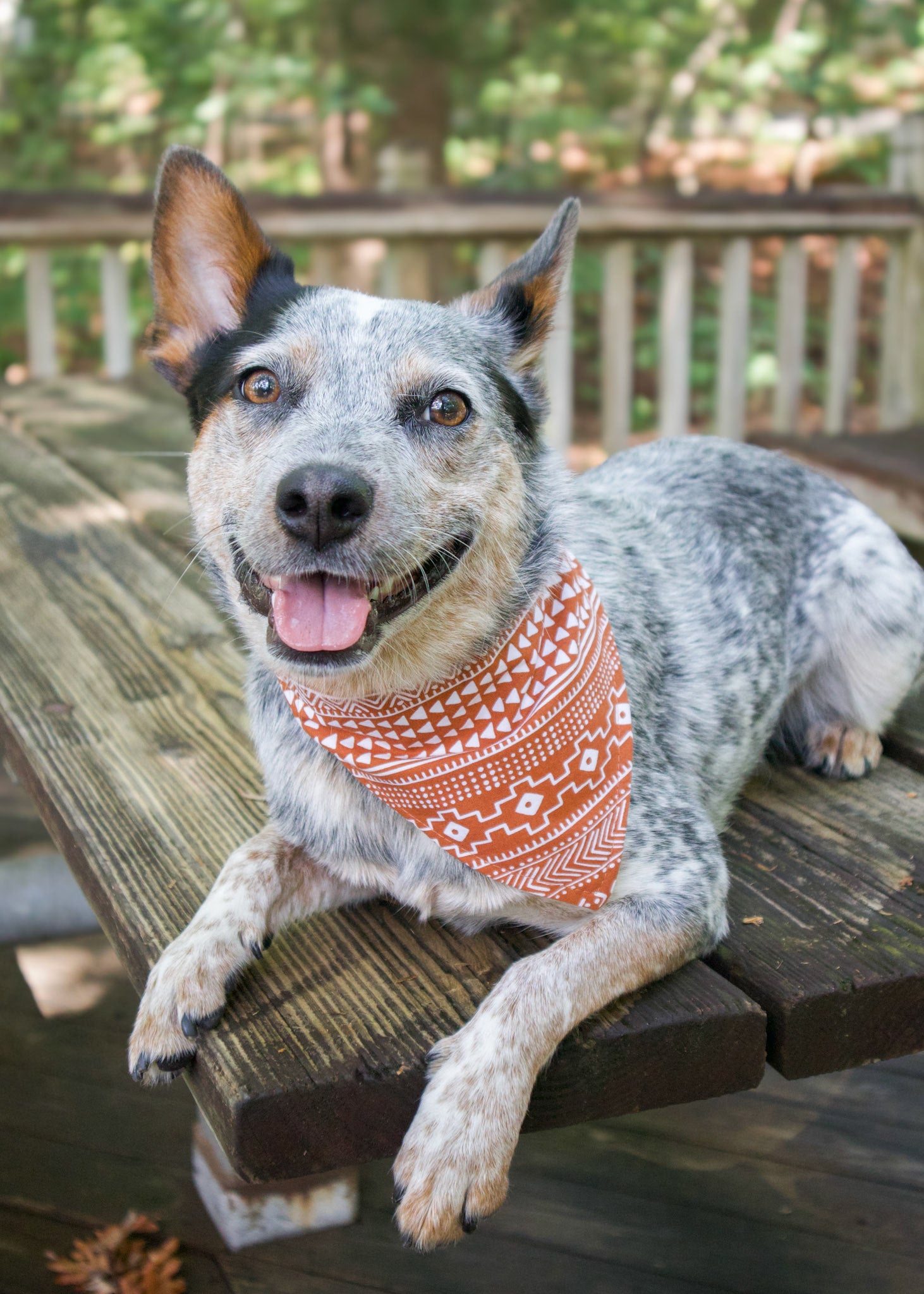 Dog wearing an orange/coral aztec print bandana sitting on a wooden deck