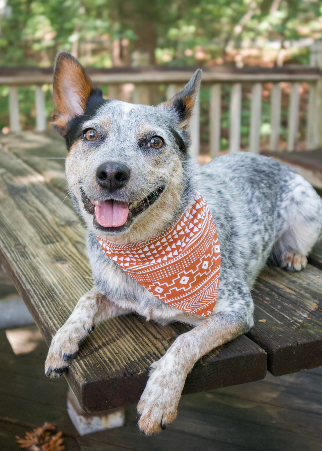 Dog wearing an orange/coral aztec print bandana sitting on a wooden deck