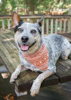 Dog wearing an orange/coral aztec print bandana sitting on a wooden deck