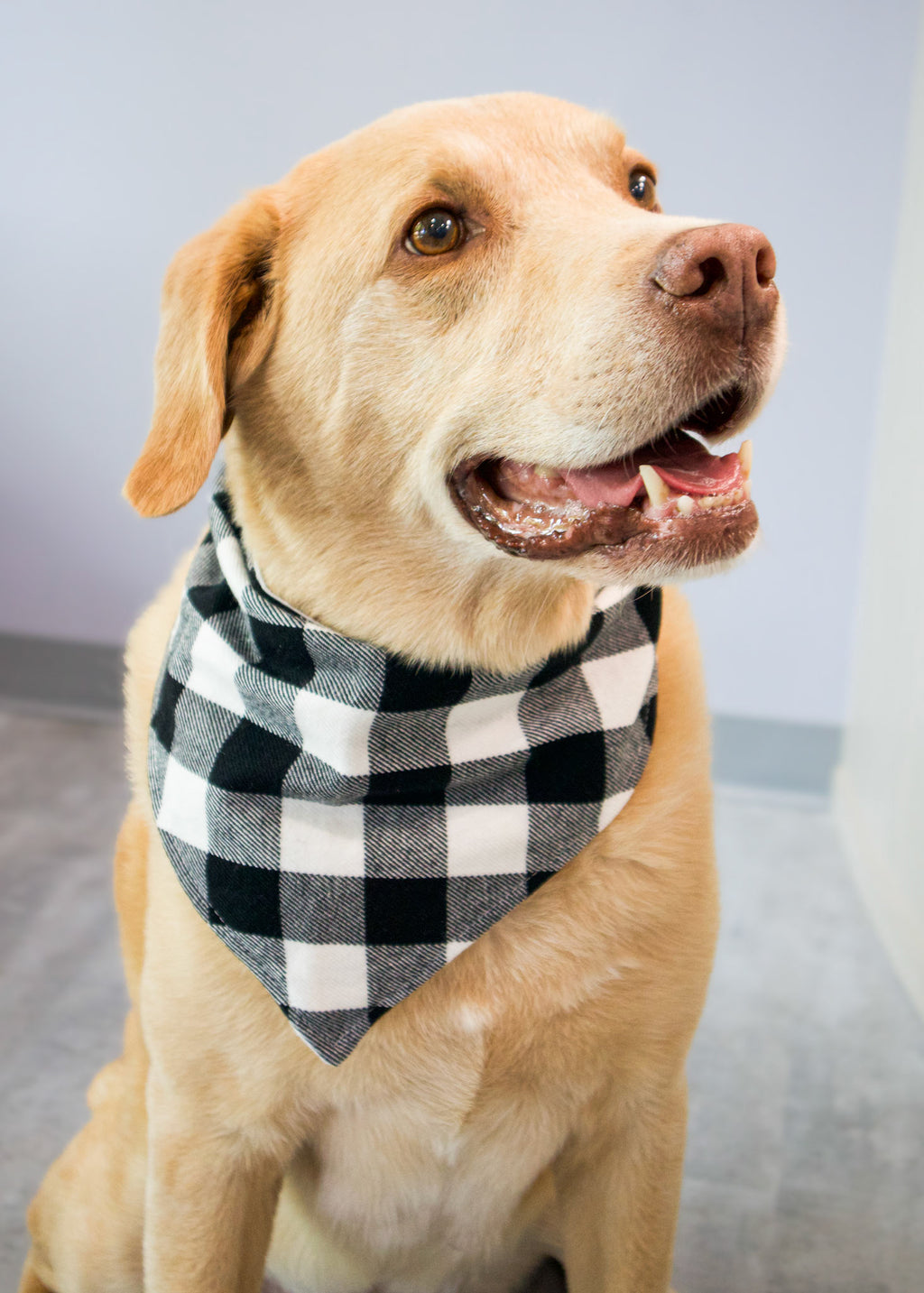 Personalized Black Buffalo Plaid Flannel Dog Bandana
