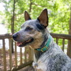 Australian Cattle Dog Wearing Sage Green Biothane Collar with Gold hardware