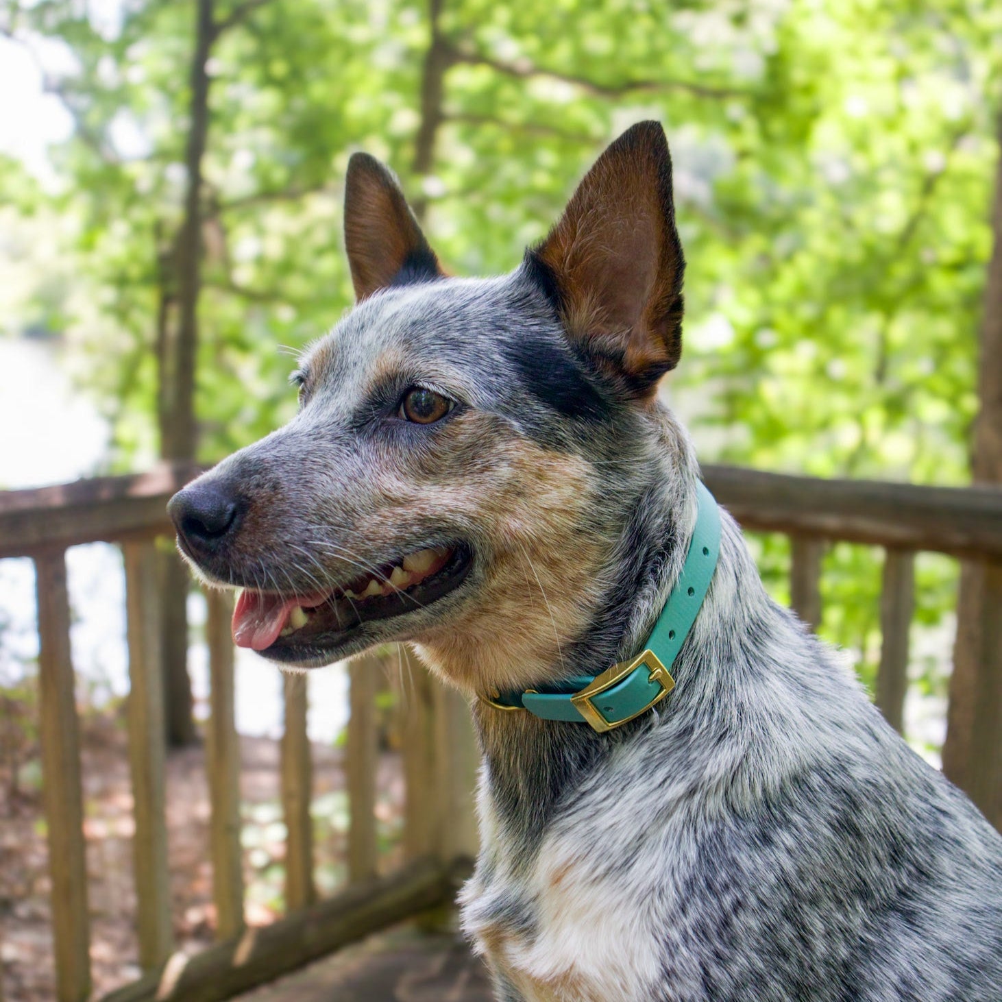 Australian Cattle Dog Wearing Sage Green Biothane Collar with Gold hardware