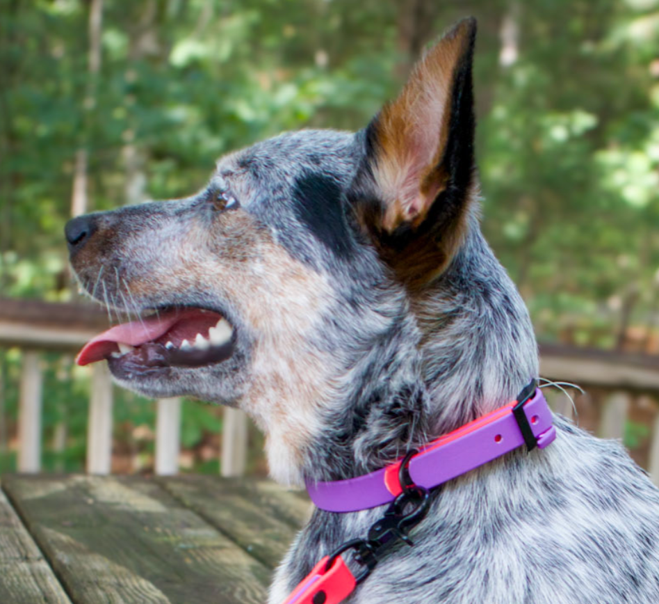 Australian Cattle Dog wearing hot pink and purple biothane dog collar