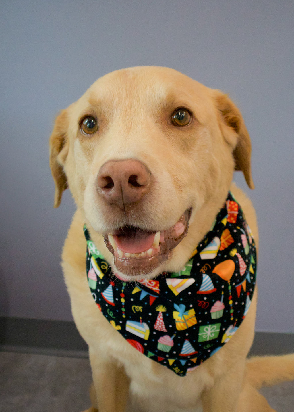 Personalized Party Time Birthday Dog Bandana