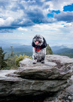 Black and Red Tartan Plaid Flannel Dog Bandana
