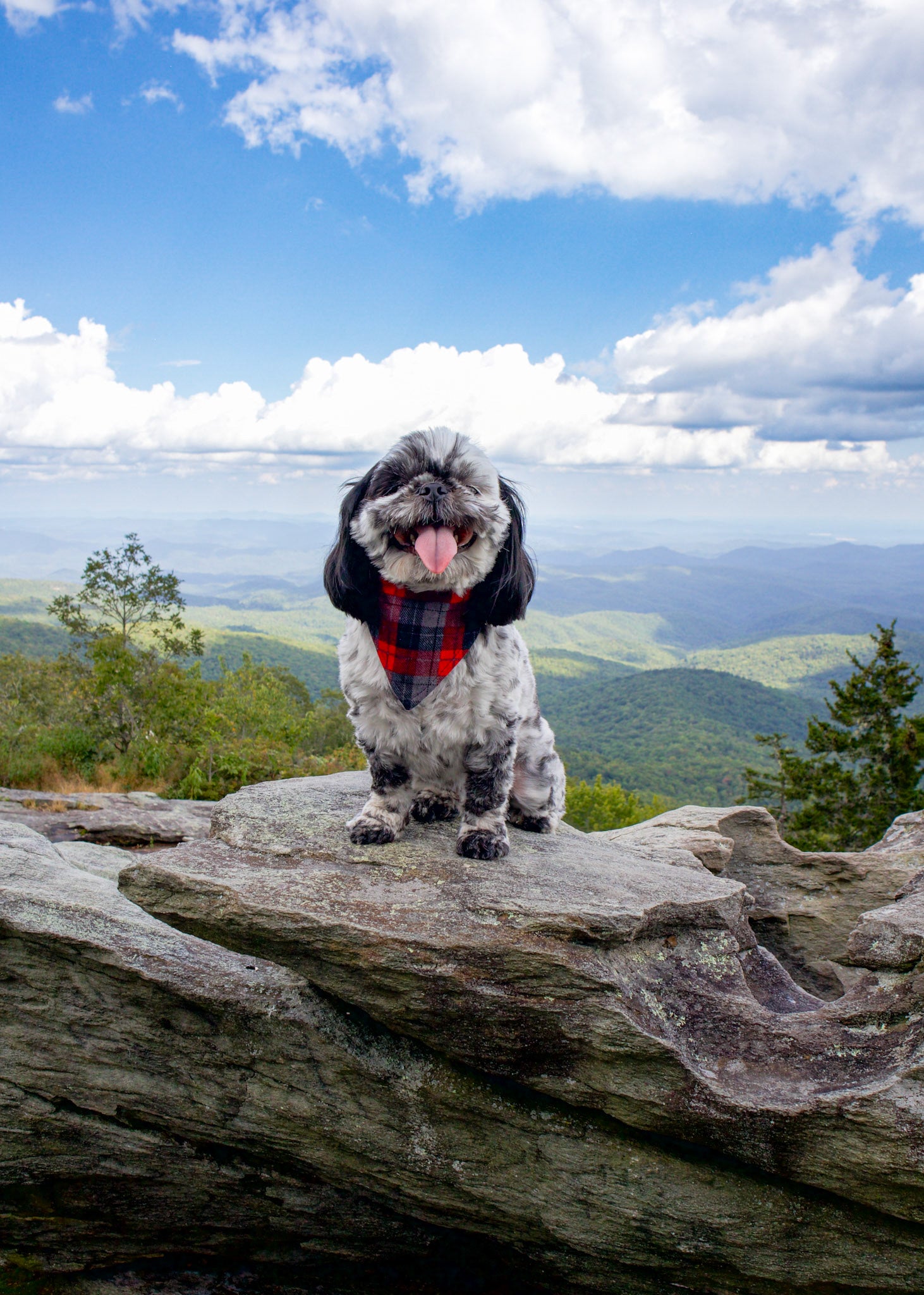 Black and Red Tartan Plaid Flannel Dog Bandana
