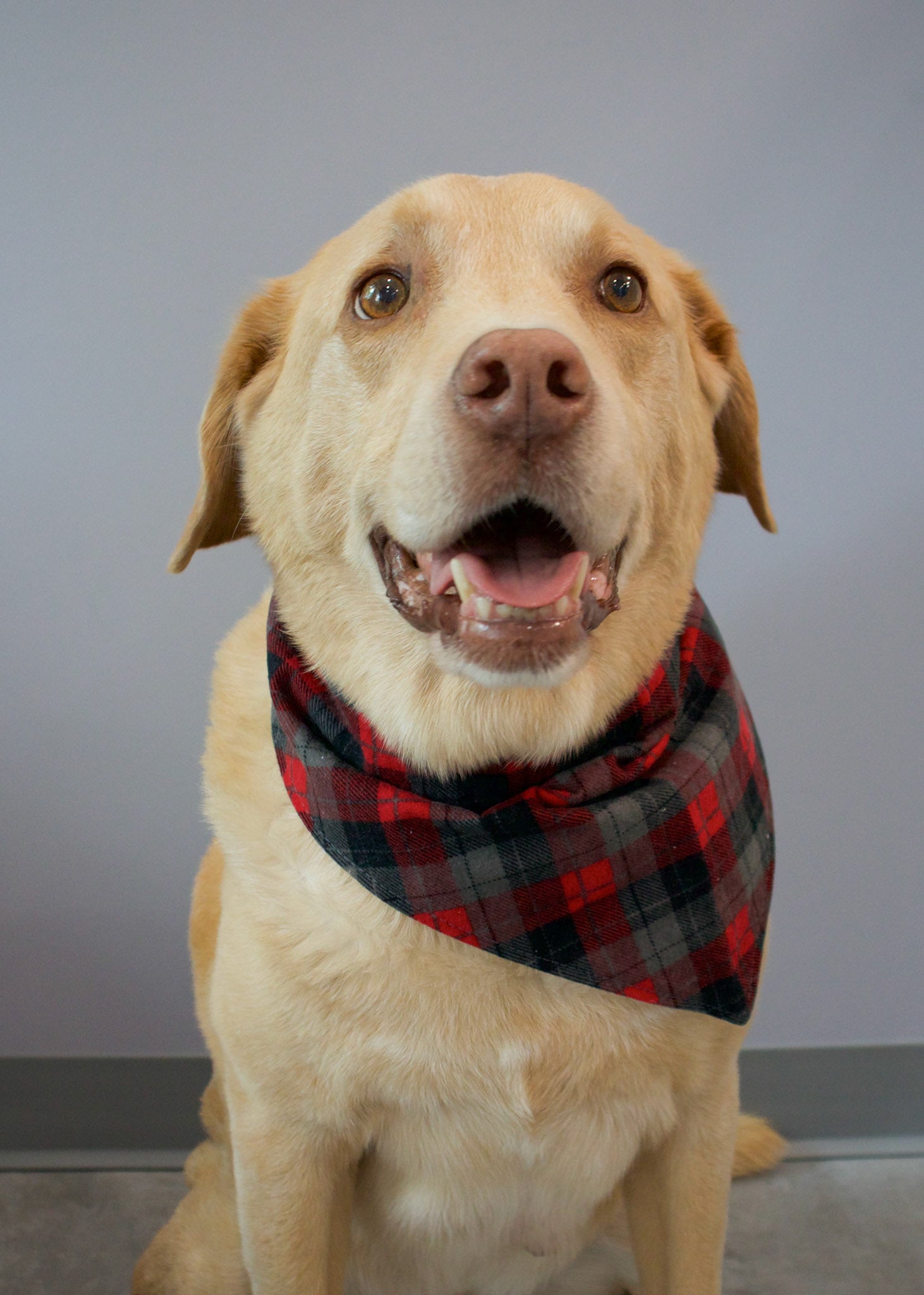 Black and Red Tartan Plaid Flannel Dog Bandana