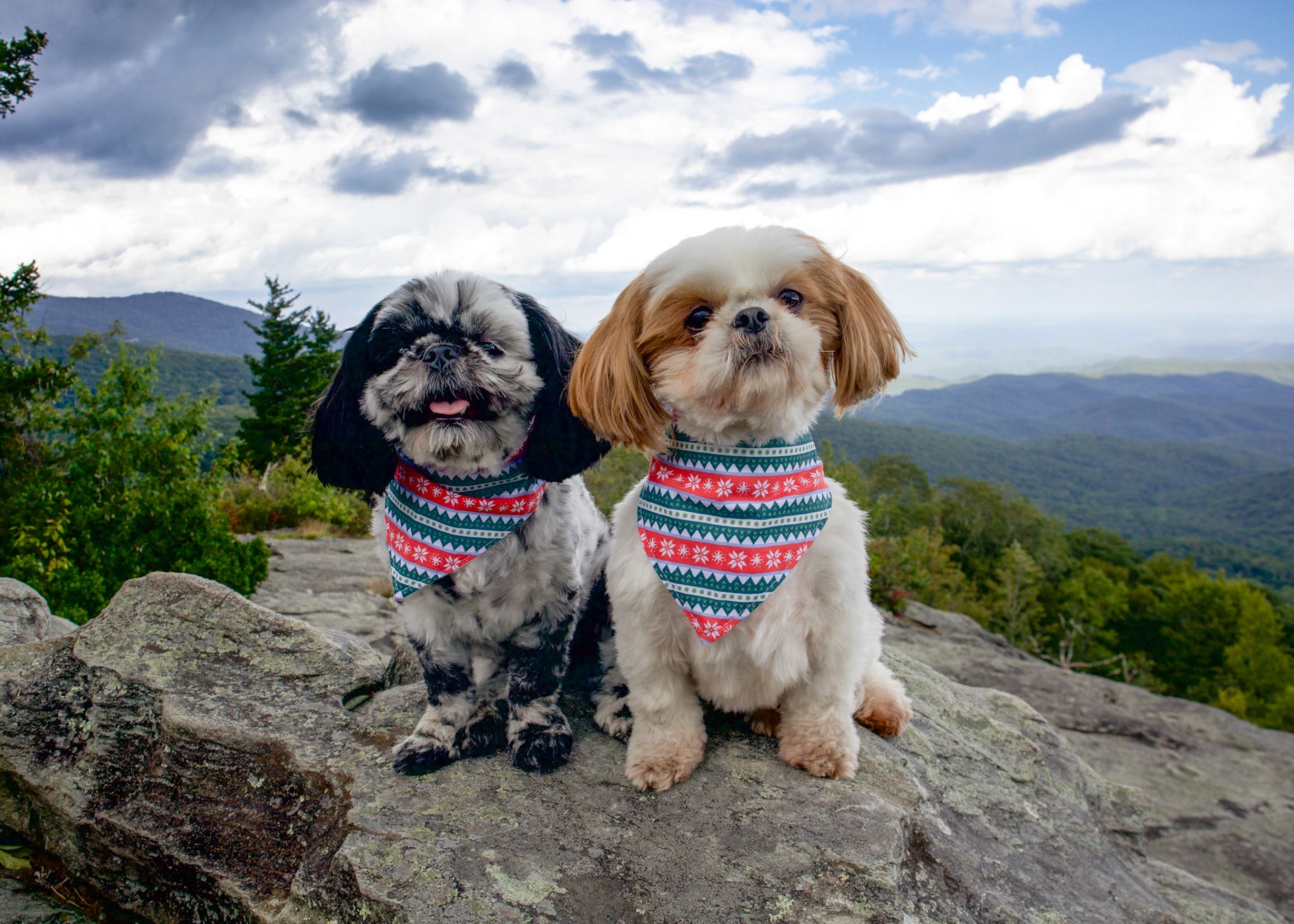 Holiday Sweater Dog Bandana