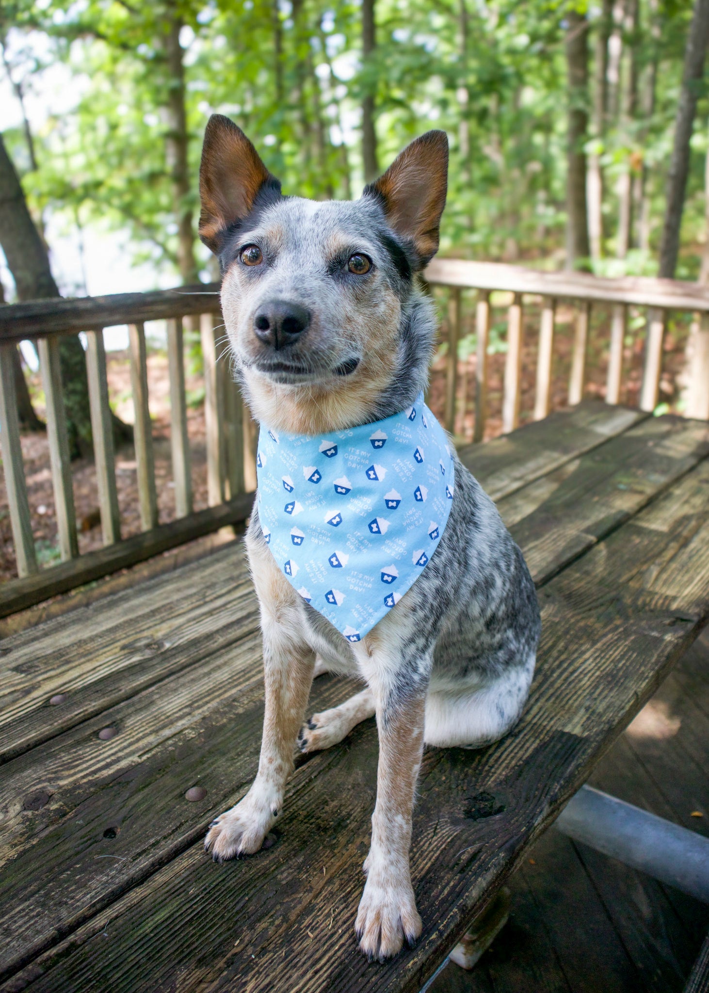 Personalized Gotcha Day Cupcakes Blue Dog Bandana