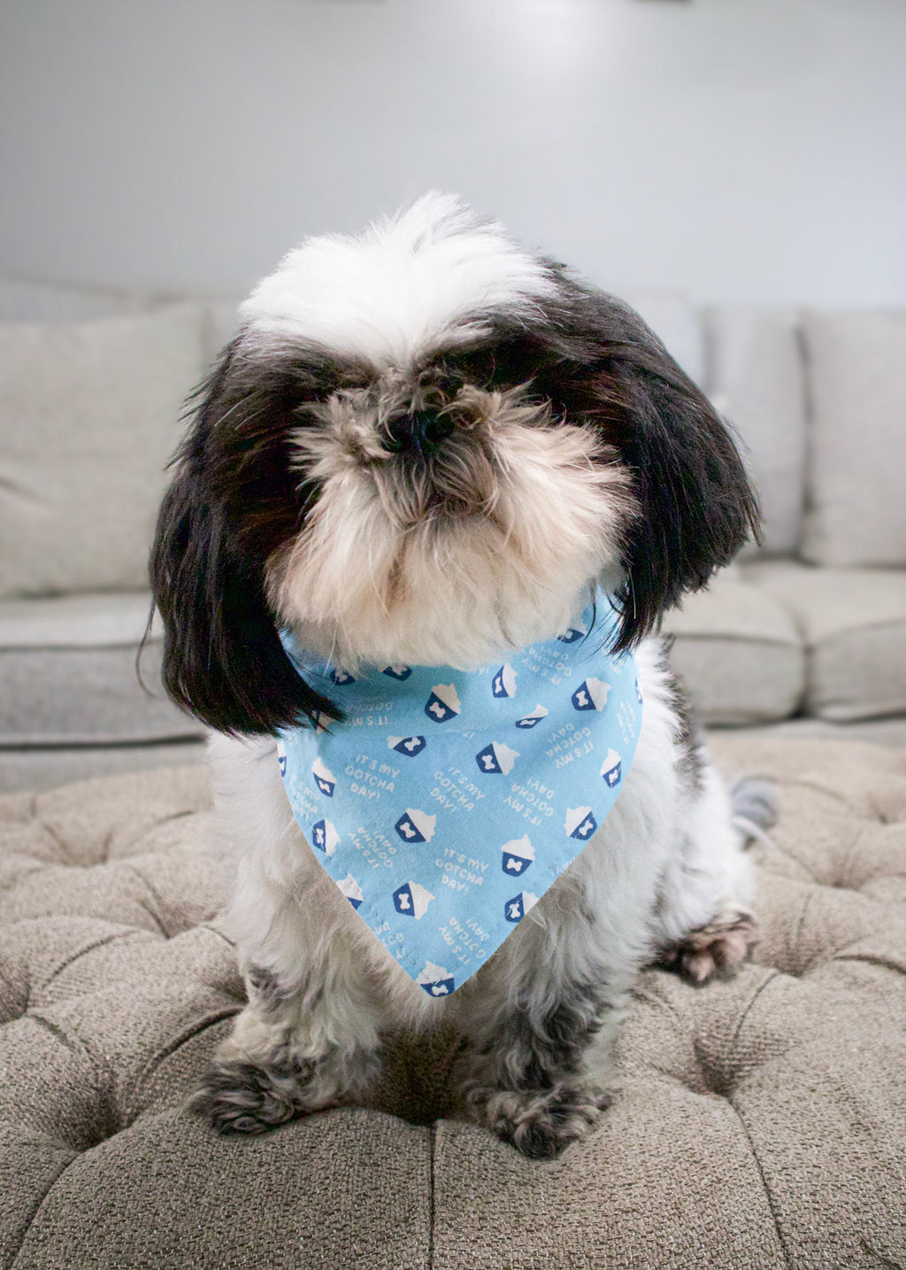 Personalized Gotcha Day Cupcakes Blue Dog Bandana