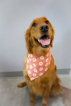 Personalized Desert Daisies Dog Bandana