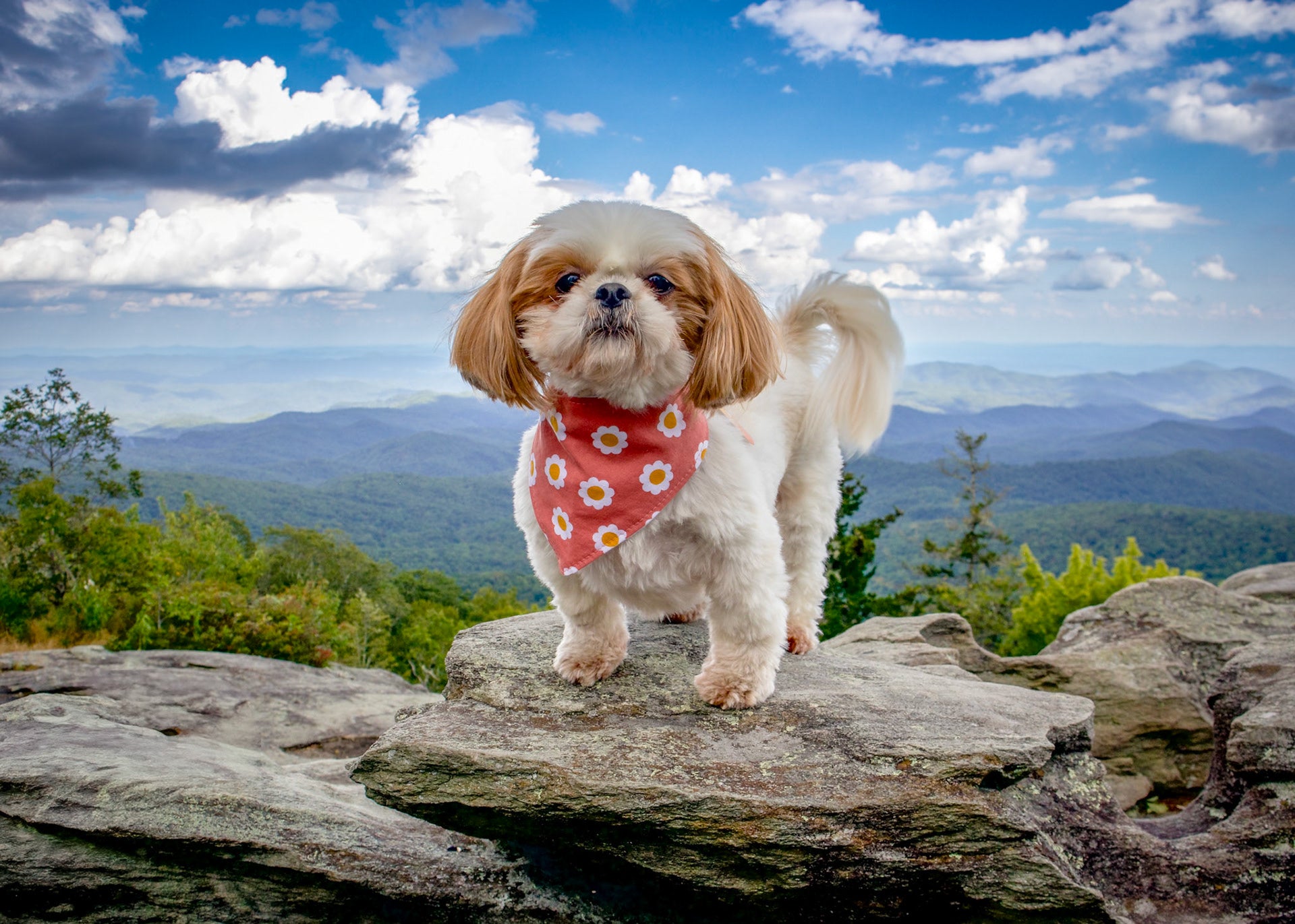 Personalized Desert Daisies Dog Bandana