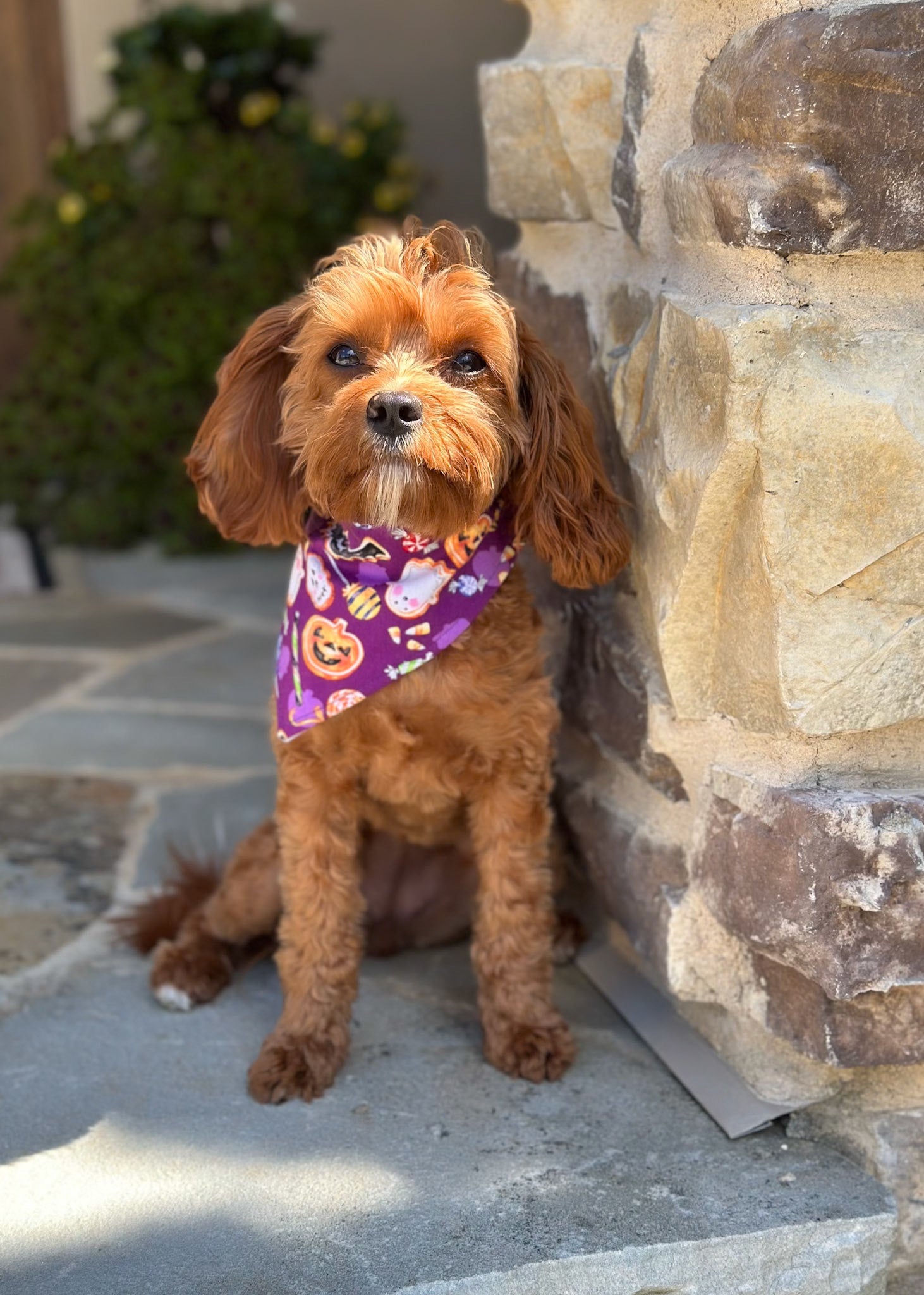 Personalized Purple Halloween Treats Dog Bandana