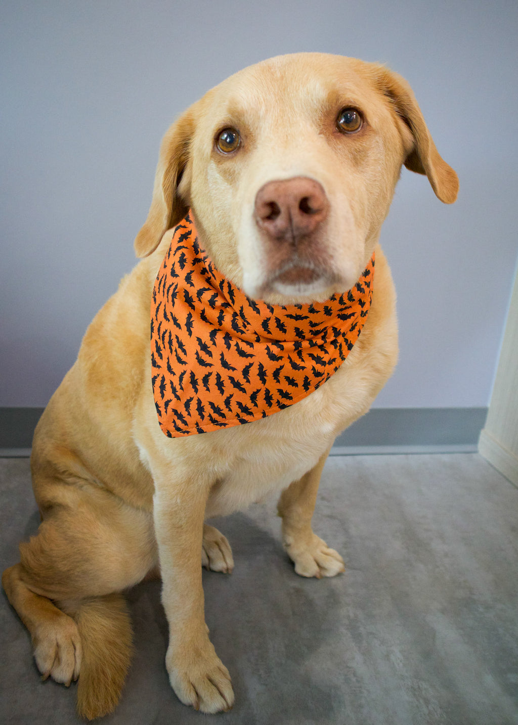 Personalized Orange Bats Halloween Dog Bandana