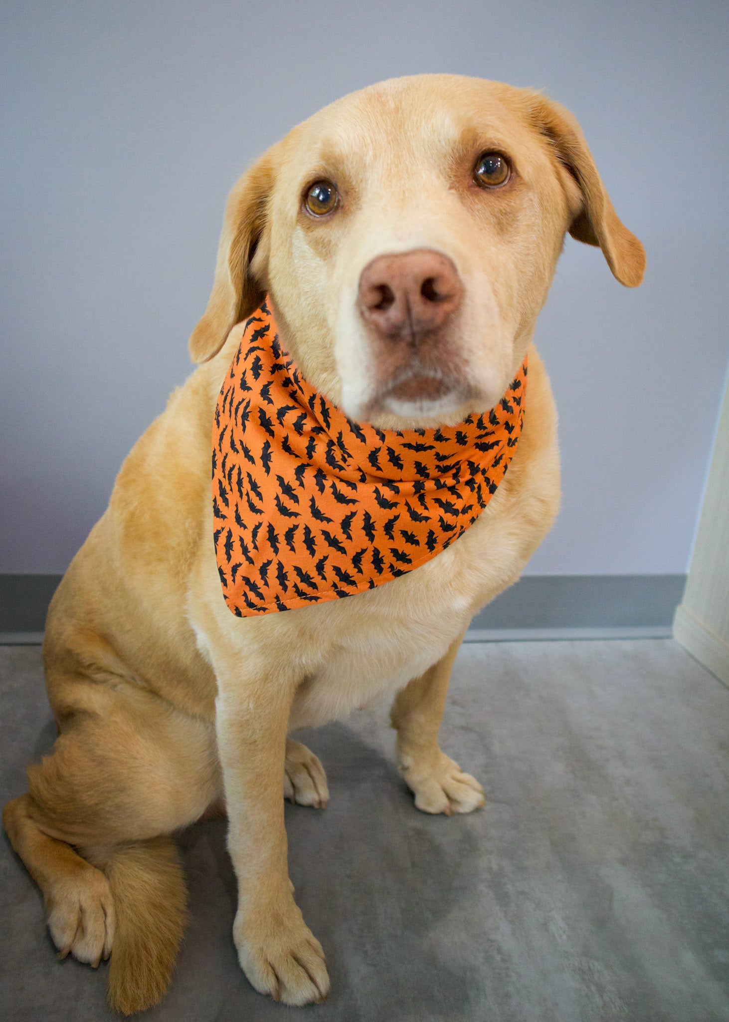 Personalized Orange Bats Halloween Dog Bandana