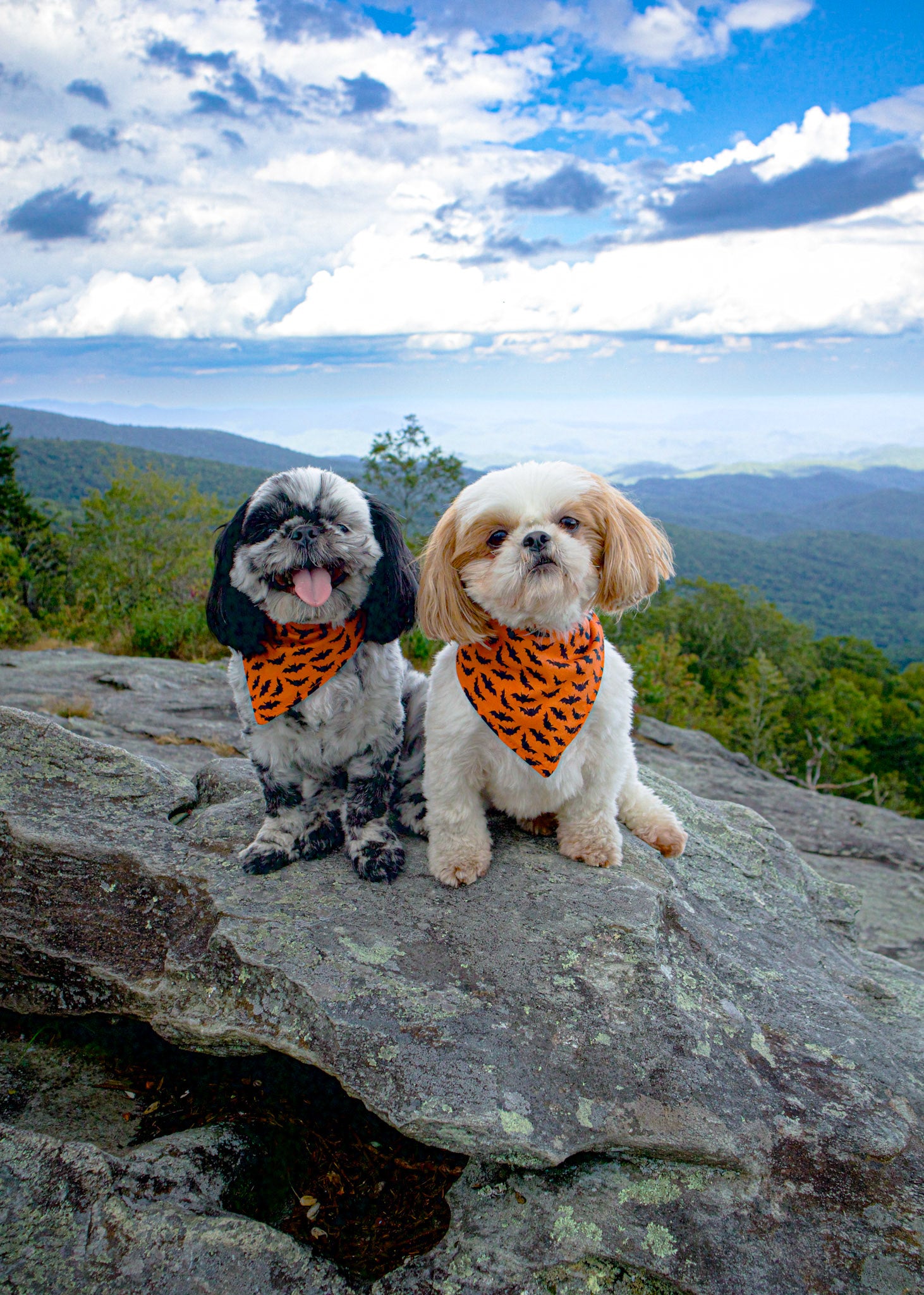 Personalized Orange Bats Halloween Dog Bandana