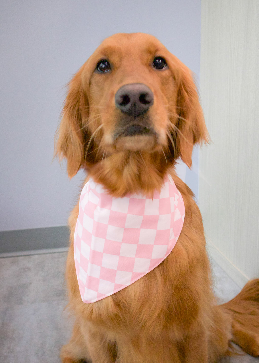 Personalized Pink Checker Dog Bandana