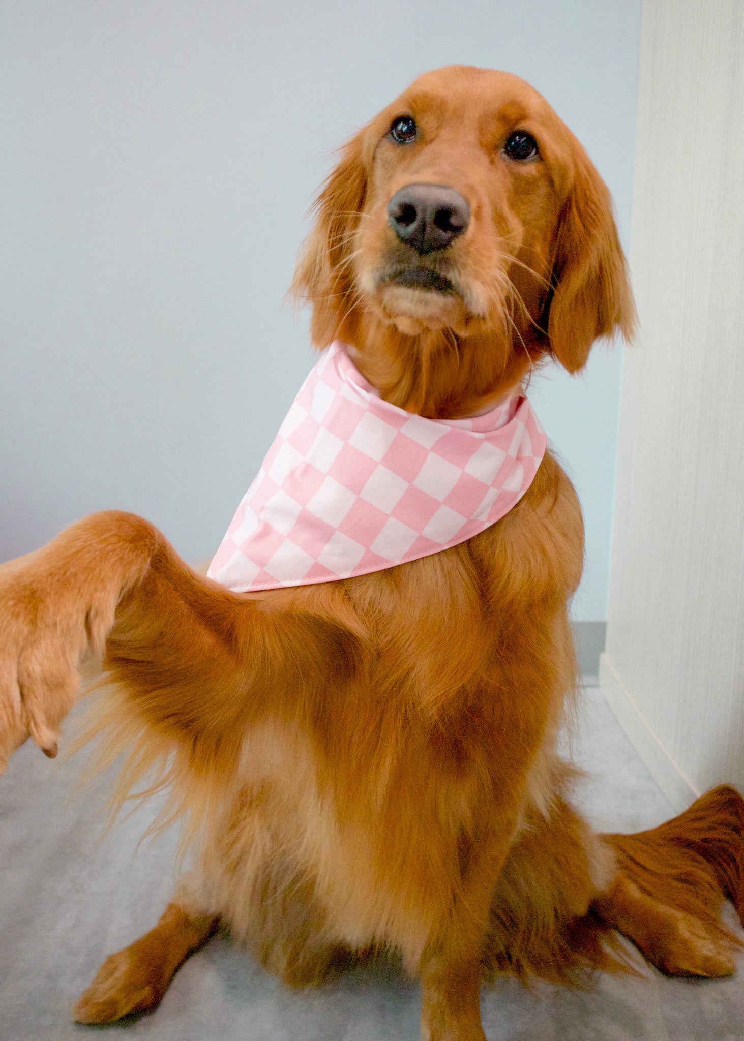 Personalized Pink Checker Dog Bandana