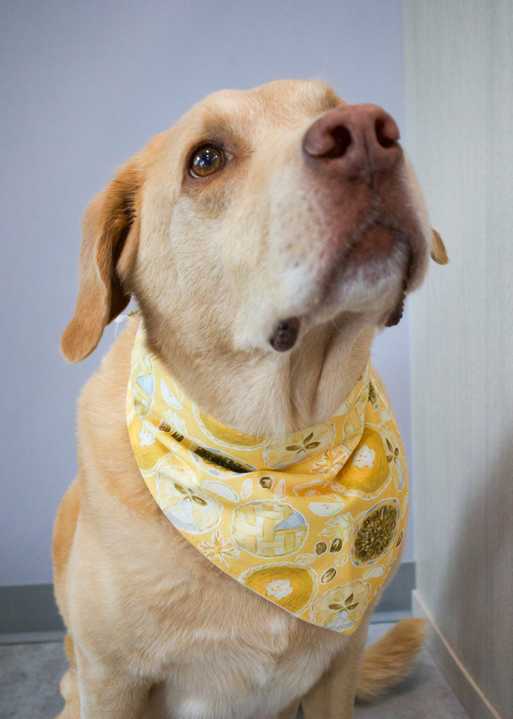 Personalized Pumpkin Spice Pie Dog Bandana
