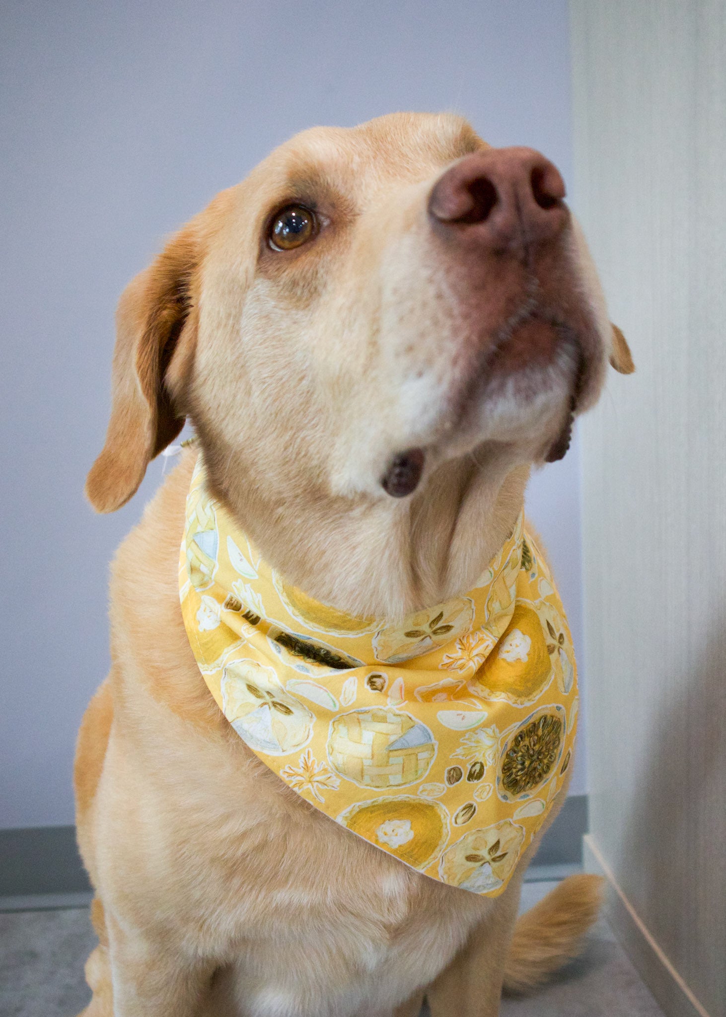 Personalized Pumpkin Spice Pie Dog Bandana