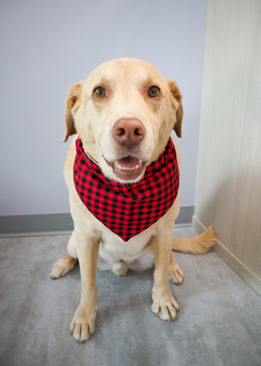Red Buffalo Plaid Dog Bandana