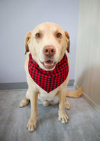 Red Buffalo Plaid Dog Bandana