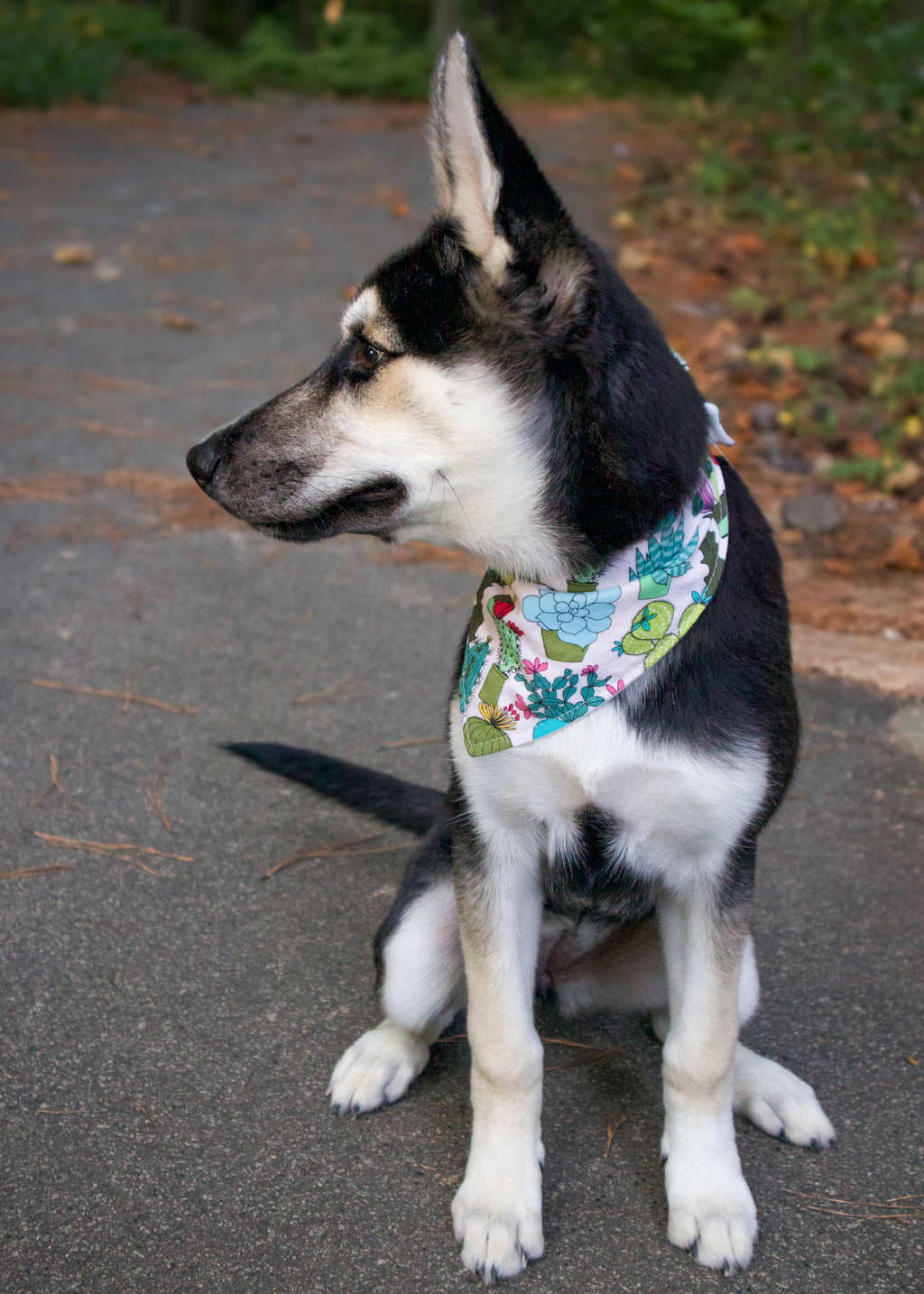 Personalized Succulents Dog Bandana