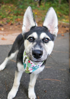 Personalized Succulents Dog Bandana