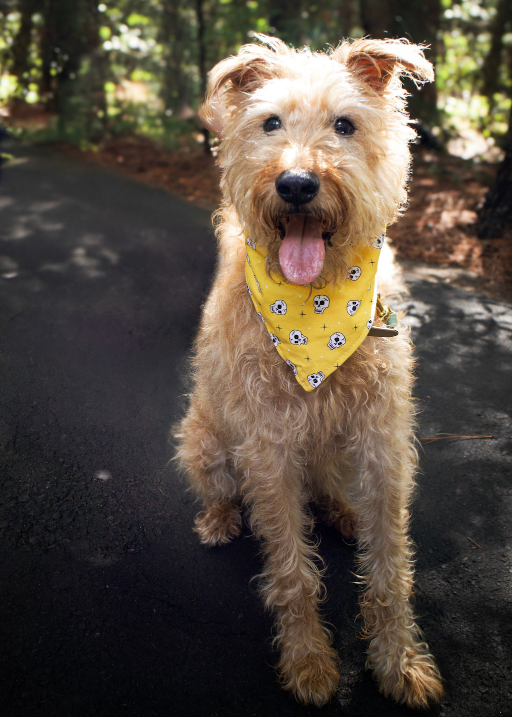 Personalized Yellow Skulls Halloween Dog Bandana