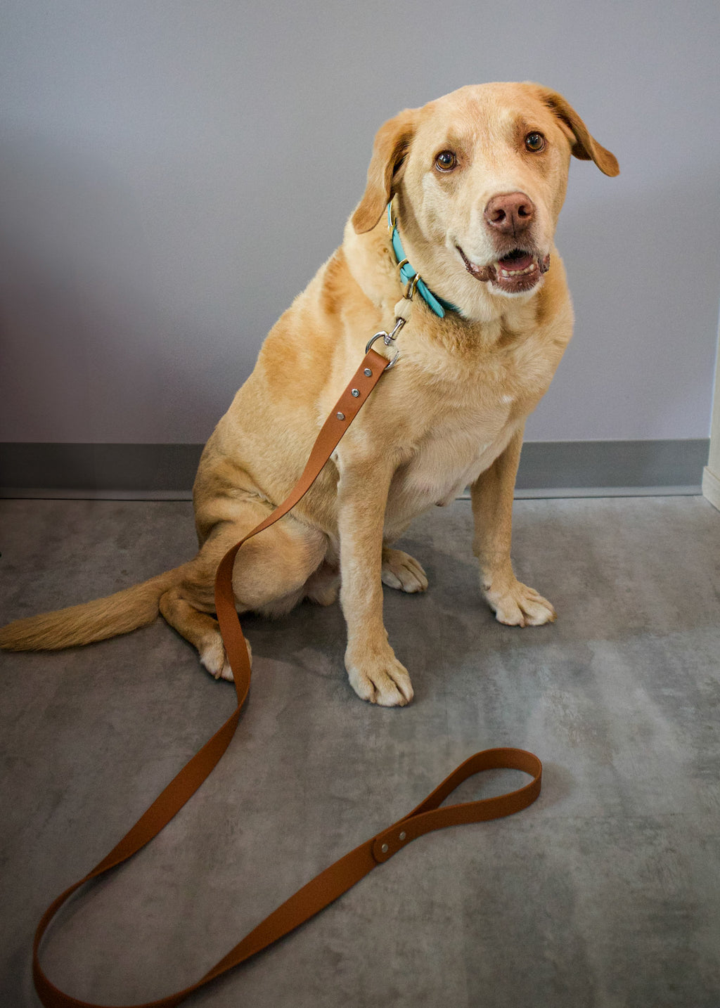 Yellow Lab Dog sitting on a gray floor with a brown biothane dog leash