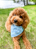 Personalized It's My Barkday! Blue Birthday Dog Bandana