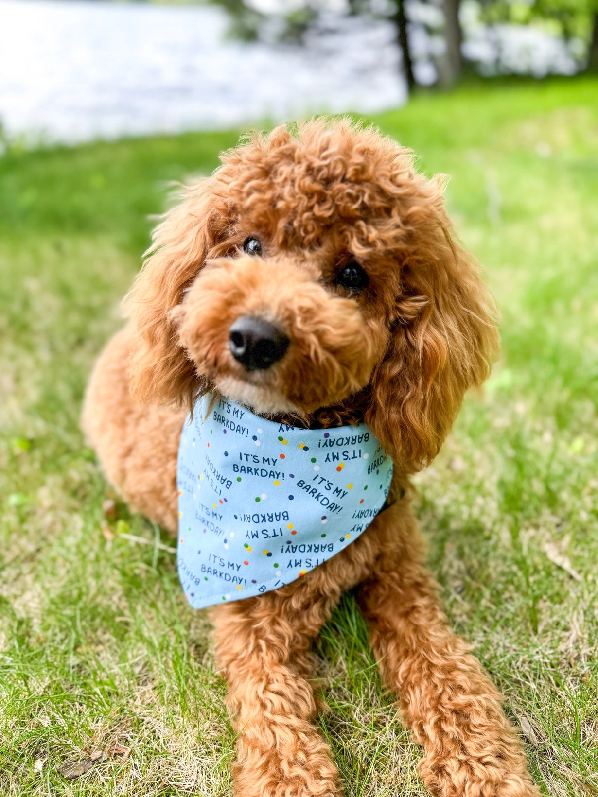 Personalized It's My Barkday! Blue Birthday Dog Bandana