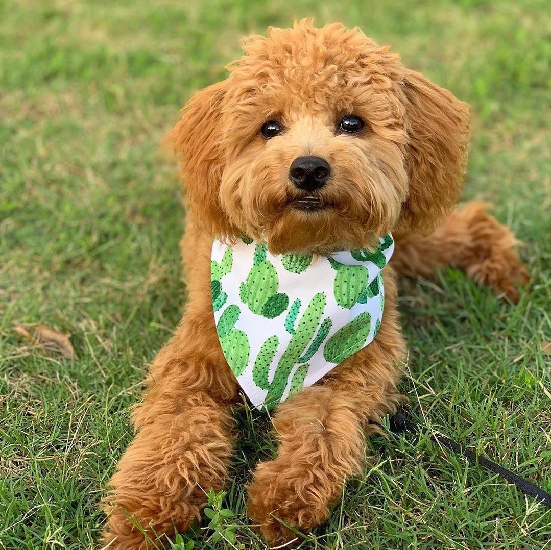 Personalized Cactus Dog Bandana