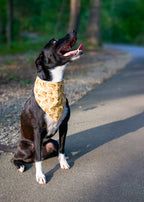 Personalized Cowboy/Cowgirl Western Dog Bandana