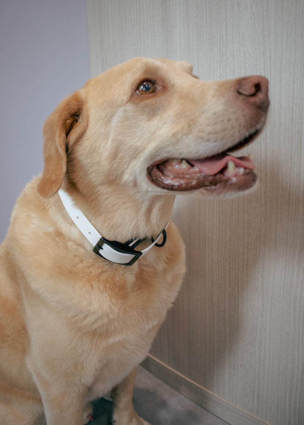 Yellow lab dog wearing a white biothane dog collar against a neutral background