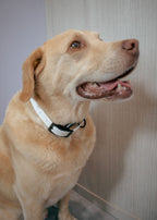 Yellow lab dog wearing a white biothane dog collar against a neutral background