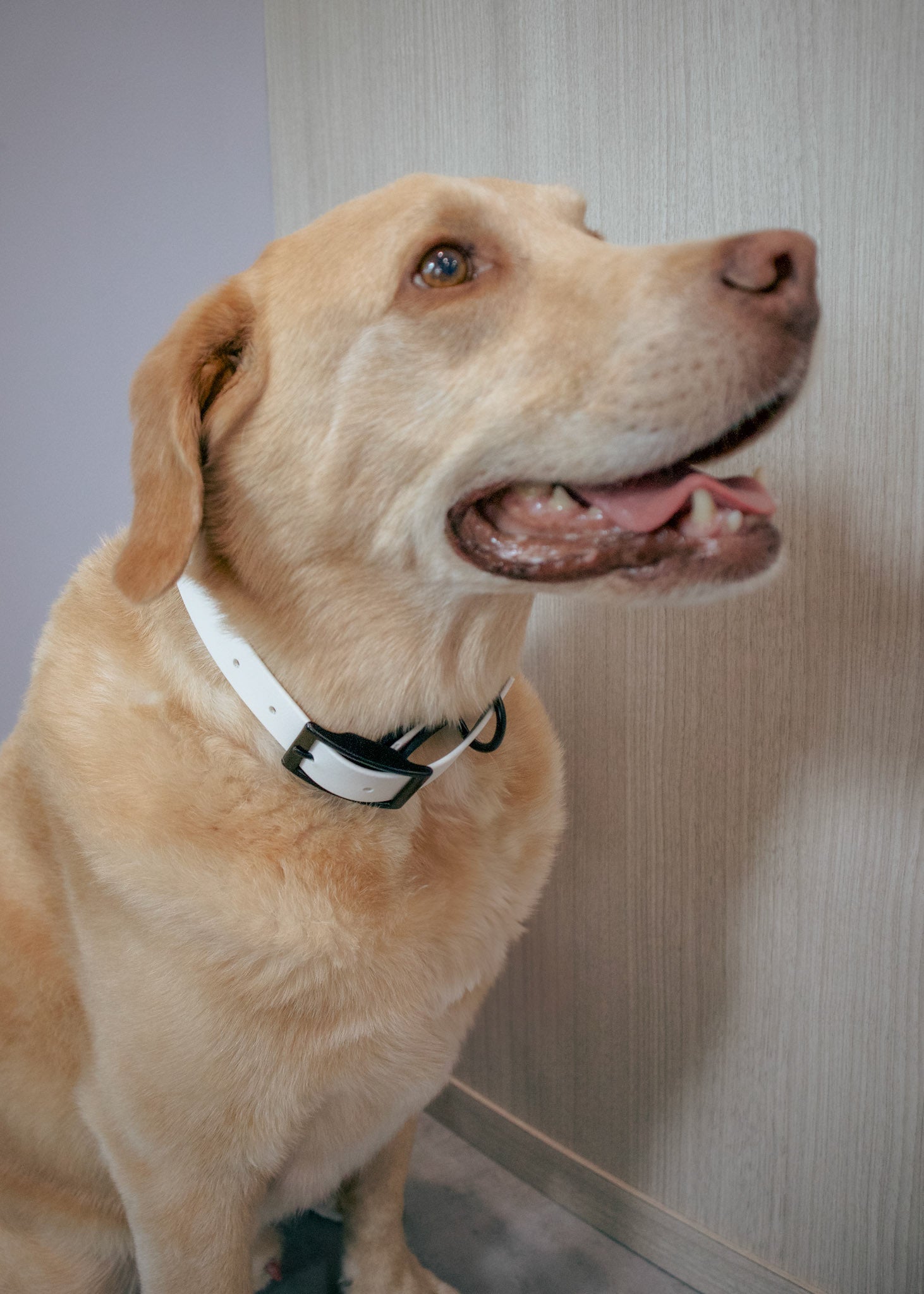 Yellow lab dog wearing a white biothane dog collar against a neutral background
