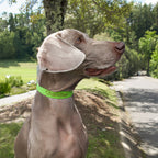 large grey dog wearing a lime green biothane collar that has the name 'Chandler' laser engraved - collars have the ability to add the pet's name/ owner's phone number